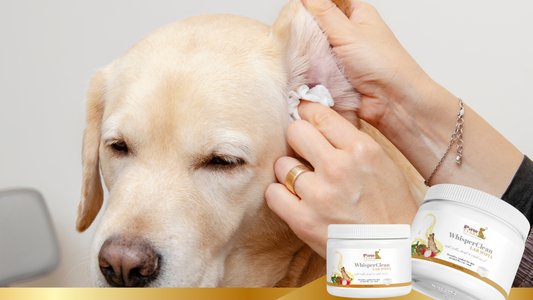 Pawttari’s WhisperClean Ear Wipes: A Science-Backed, Gentle Solution for Ear Health