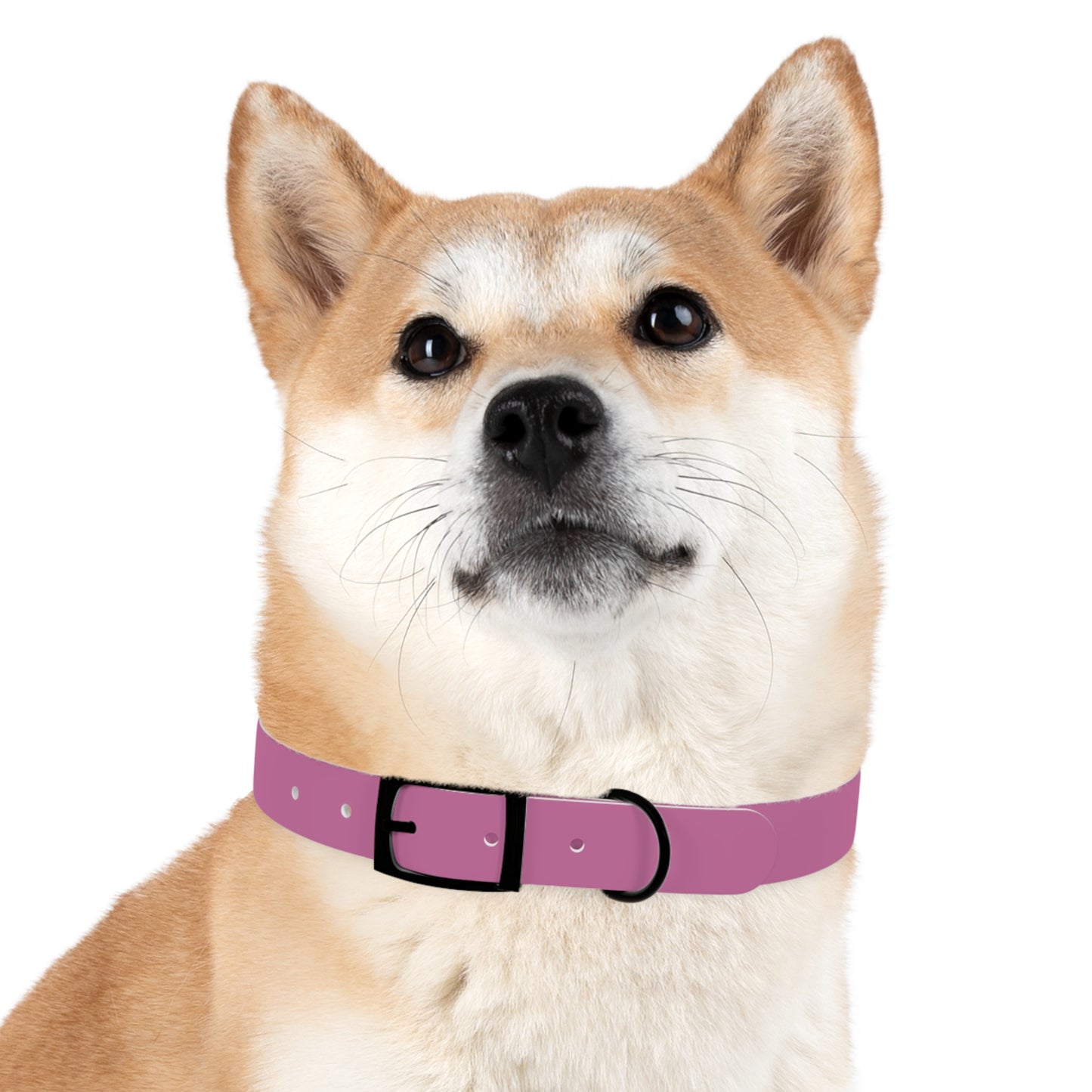 PAWTTARI Pet Collar