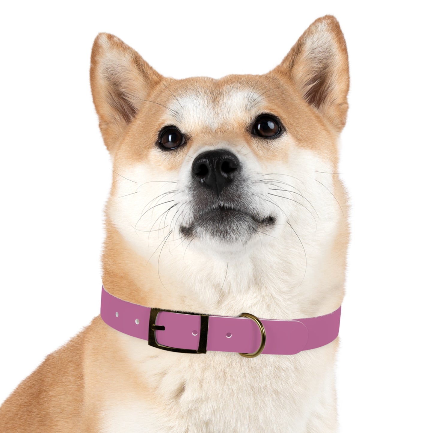 PAWTTARI Pet Collar